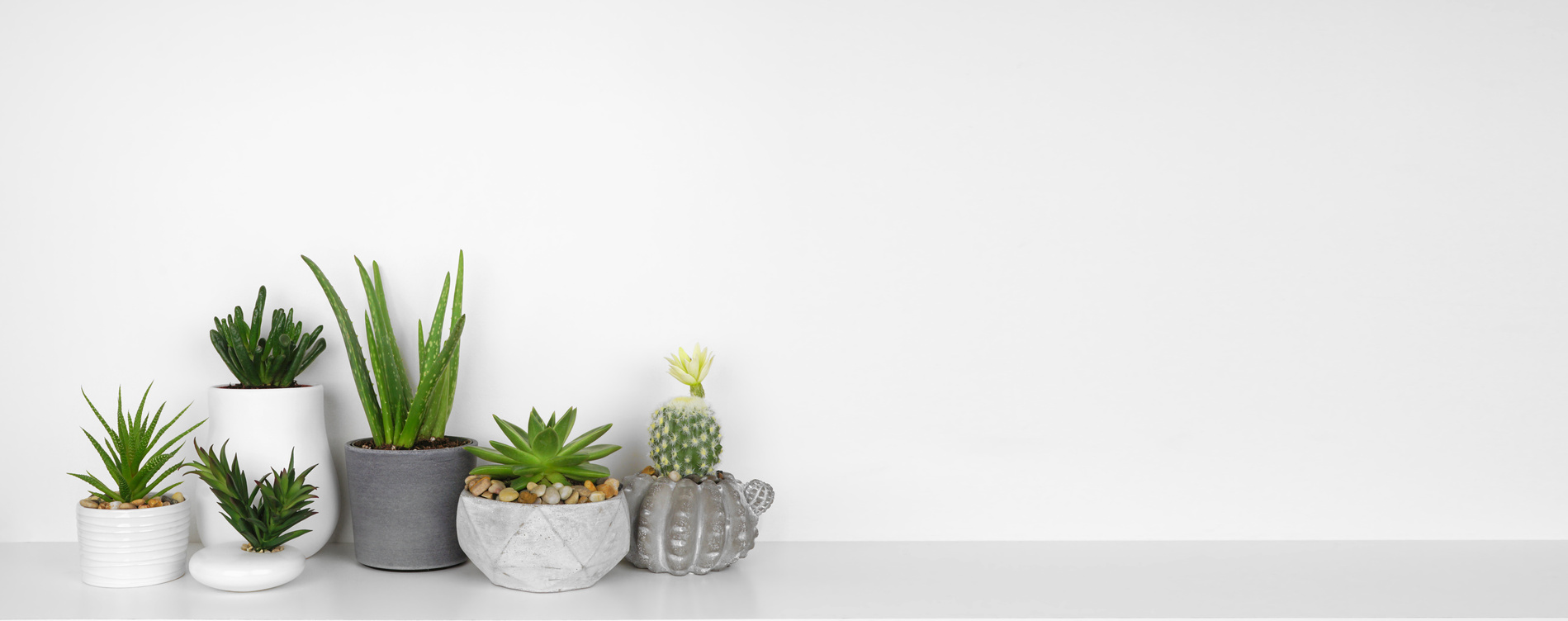Group of indoor succulent and cactus plants on a white shelf