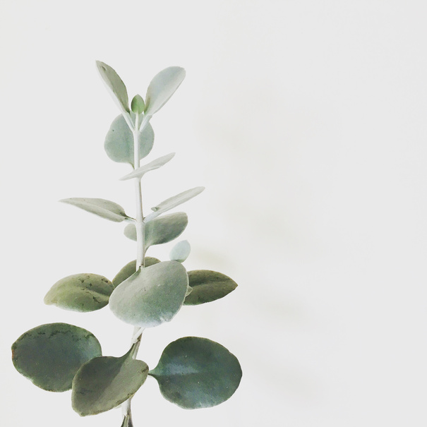 Delicate green plant in white background